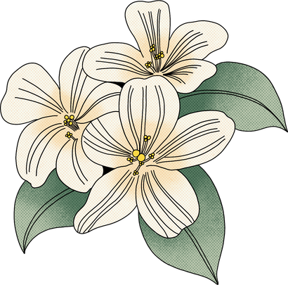 Cartoon Detailed Jasmine